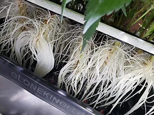 Clone King 64-Site Aeroponic Cloner with 25 Misters