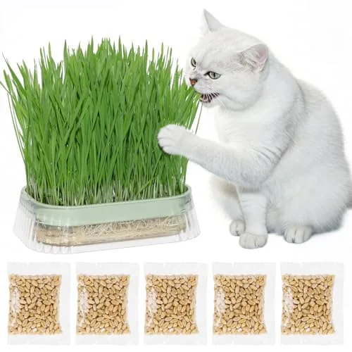 Apoloseedic Cat Grass Kit 5-Pack Hydroponic Soil-Free