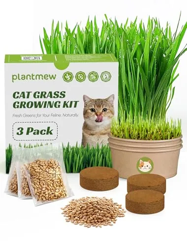 PLANTMEW Cat Grass Kit 3-Pack Biodegradable Pots