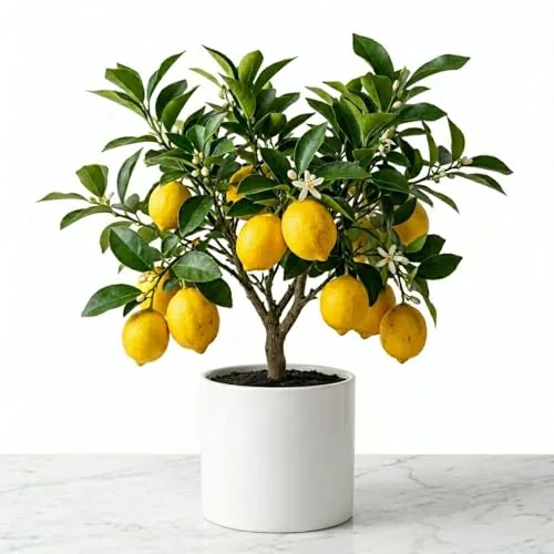KCT GARDEN Meyer Lemon Seeds 30-Count Container Variety