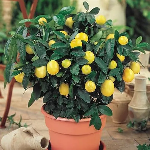 Meyer Dwarf Lemon Tree Seeds 10-Count Indoor Kit