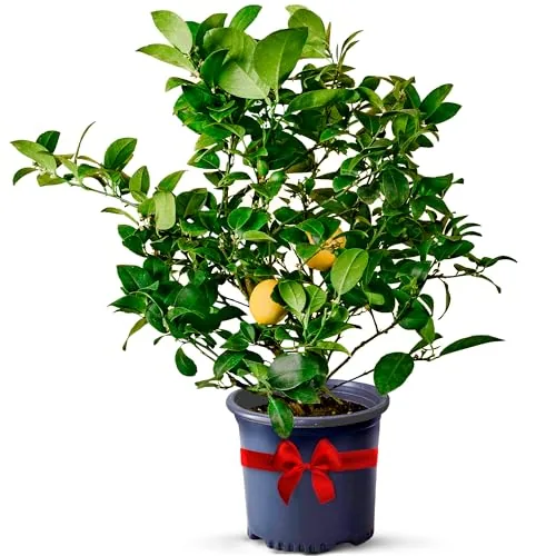 Via Citrus Meyer Lemon Tree Florida-Grown 13-22 Inch