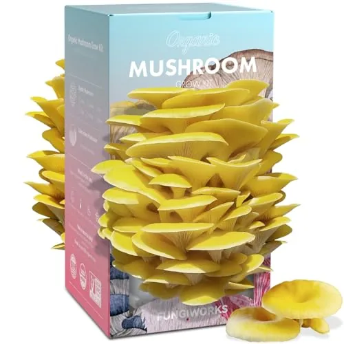 Fungiworks Golden Oyster Mushroom Grow Kit Dual-Side
