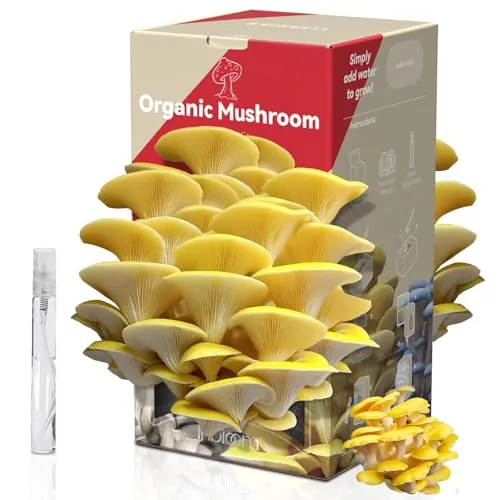 Inbloom Organic Golden Oyster Mushroom Grow Kit Dual-Side