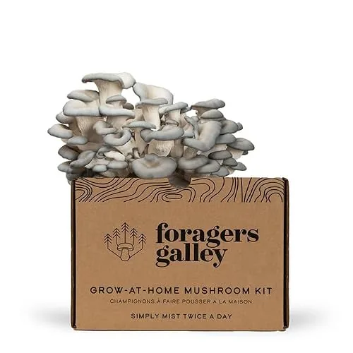 Foragers Galley Blue Oyster Mushroom Kit 6lb