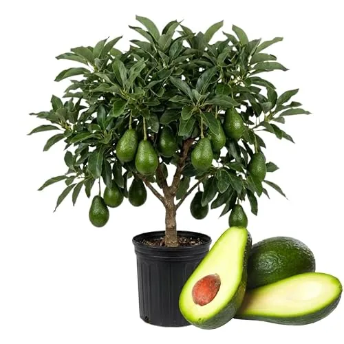 DMOH Dwarf Avocado Tree 3 Ft, 3-Gallon Pot