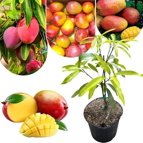 DMOH Dwarf Mango Tree Grafted 3-Gallon Container