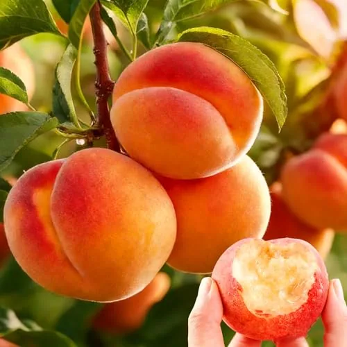 Mixrug Organic Dwarf Peach Seeds 5-Pack Non-GMO Heirloom