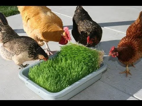 CZ Grain Wheatgrass Fodder Kit 10x20 Tray 3-Pad Reload