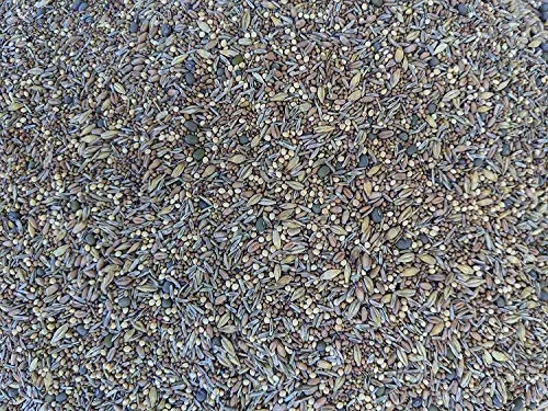 No-Till Solutions Chicken Pasture Forage Seed Mix 5 lb