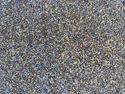 No-Till Solutions Chicken Pasture Seed Mix 1-lb USA Grown