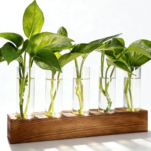 Renmxj Plant Propagation Station 5-Tube Borosilicate Wood Stand