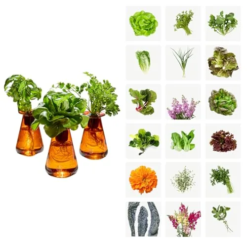 Lettuce Grow Counterstand Hydroponic Garden No Grow Light