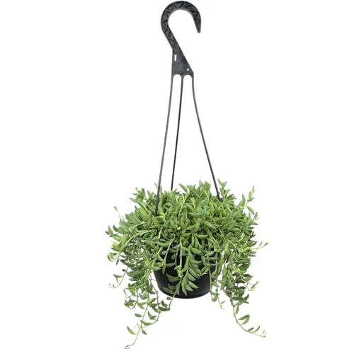 Altman Plants String of Bananas Hanging Succulent