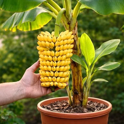 CZ Grain Dwarf Banana Seeds Bonsai-Ready 15-Pack