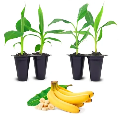 Fam Plants Grand Nain Banana Trees 4-Pack