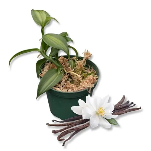 Wekiva Foliage Vanilla Planifolia 2-Plant Starter Set